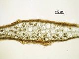 Dictyota fasciola6